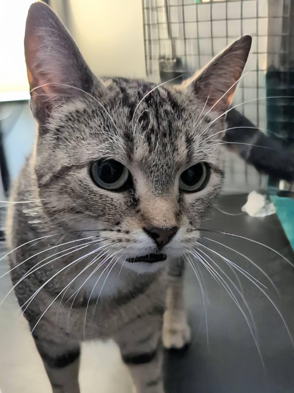 Twilight, adopted, Young Female Domestic Short Hair.