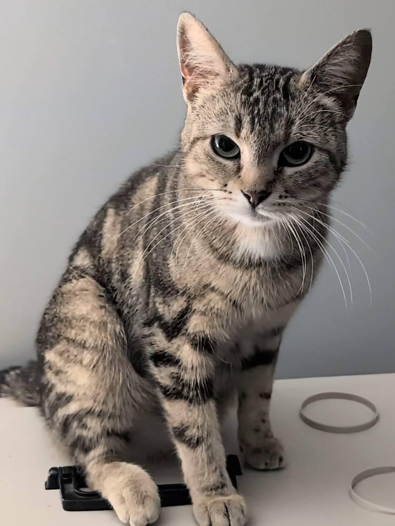 Twilight, an adopted Domestic Short Hair in Spencerville, ON image 4/5