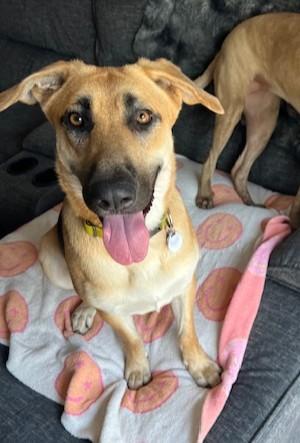 Mystic, Adoptable, Young Female German Shepherd Dog.