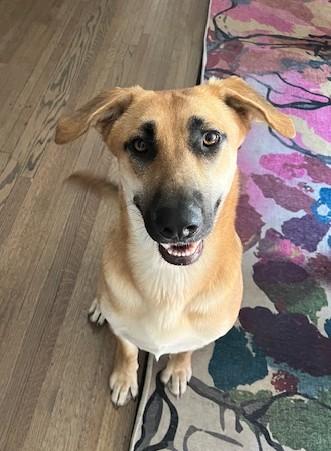 Mystic, Adoptable, Young Female German Shepherd Dog.