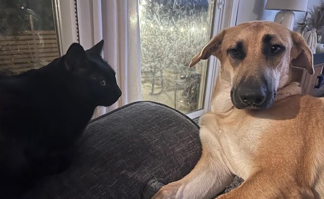 Enlarge Mystic, a Adoptable German Shepherd Dog in Dallas, TX image 3/5