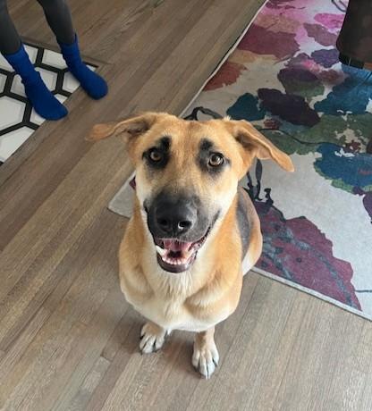 Mystic, Adoptable, Young Female German Shepherd Dog.