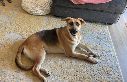 Enlarge Mystic, a Adoptable German Shepherd Dog in Dallas, TX image 5/5