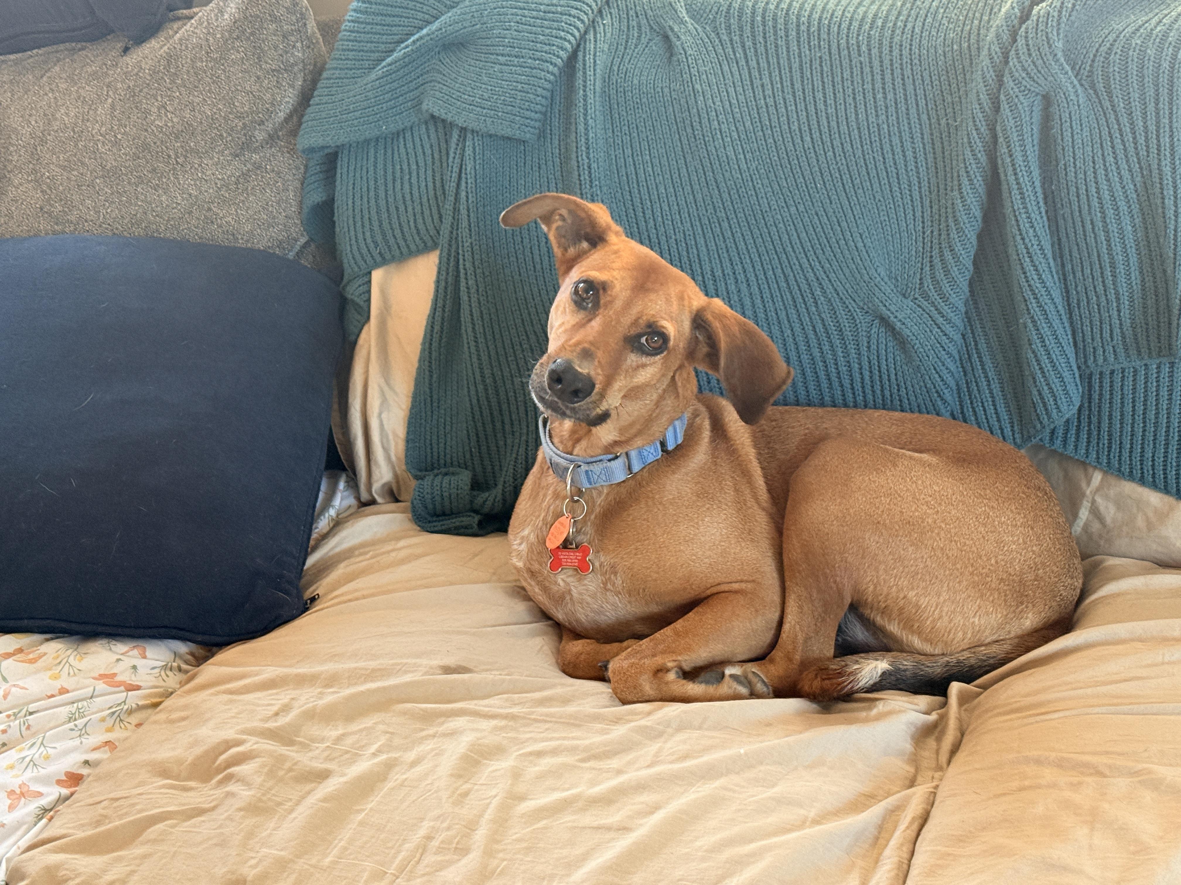 Milo, a ADOPTABLE mixed breed in Snoqualmie, WA image 4/6