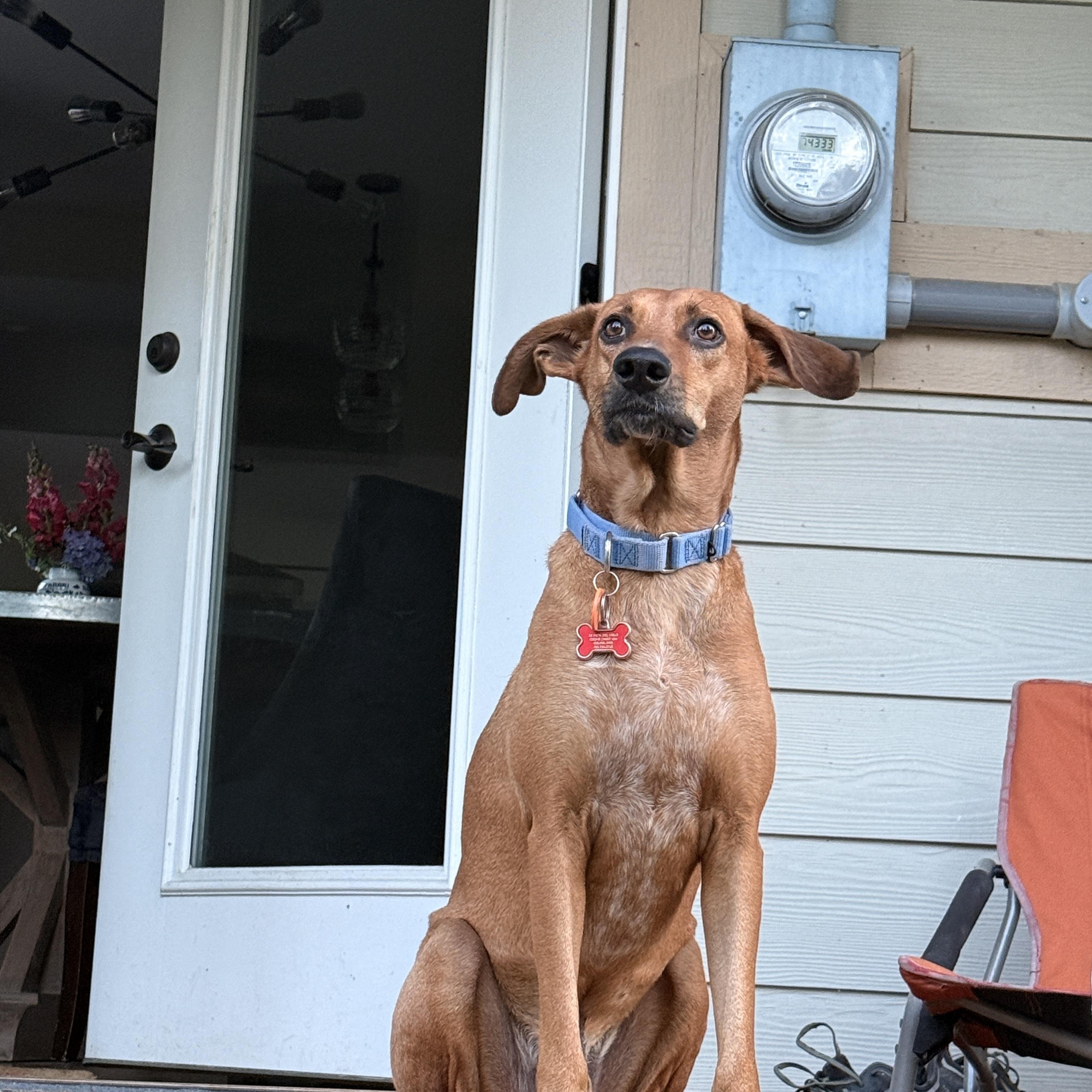 Milo, a ADOPTABLE mixed breed in Snoqualmie, WA image 3/6