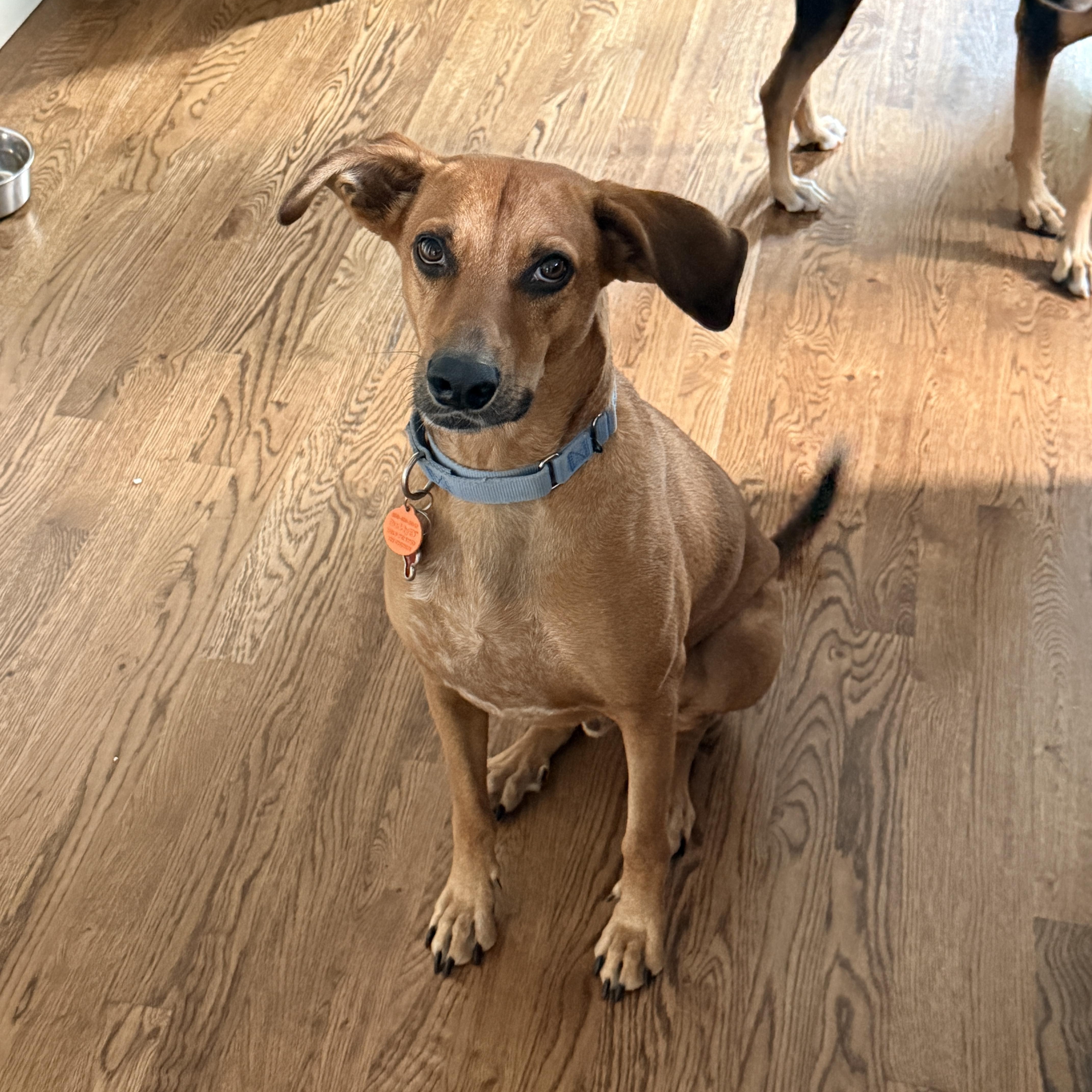 Milo, ADOPTABLE, Adult Male Hound.