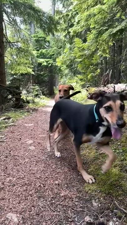 Enlarge Milo, a ADOPTABLE mixed breed in Snoqualmie, WA video 6/6
