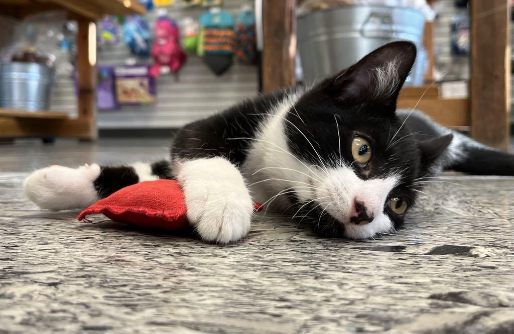 Simon, Baby Male Domestic Short Hair