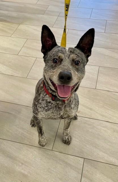 Enlarge Rumble Fish, a Adoptable Australian Cattle Dog / Blue Heeler in Providence Forge, VA image 1/1