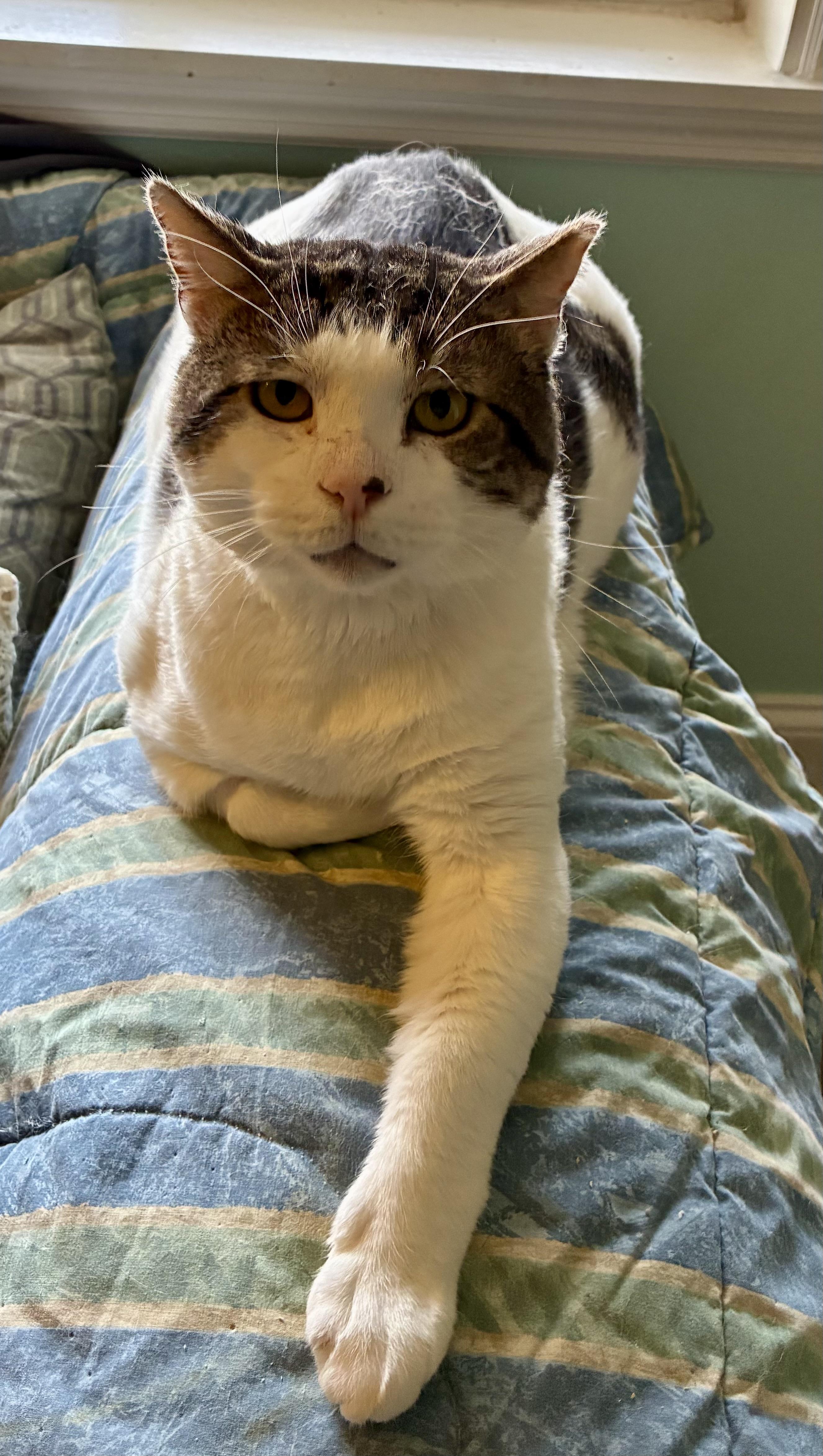 Enlarge Pete, an adoptable Domestic Short Hair in Cincinnati, OH image 3/6