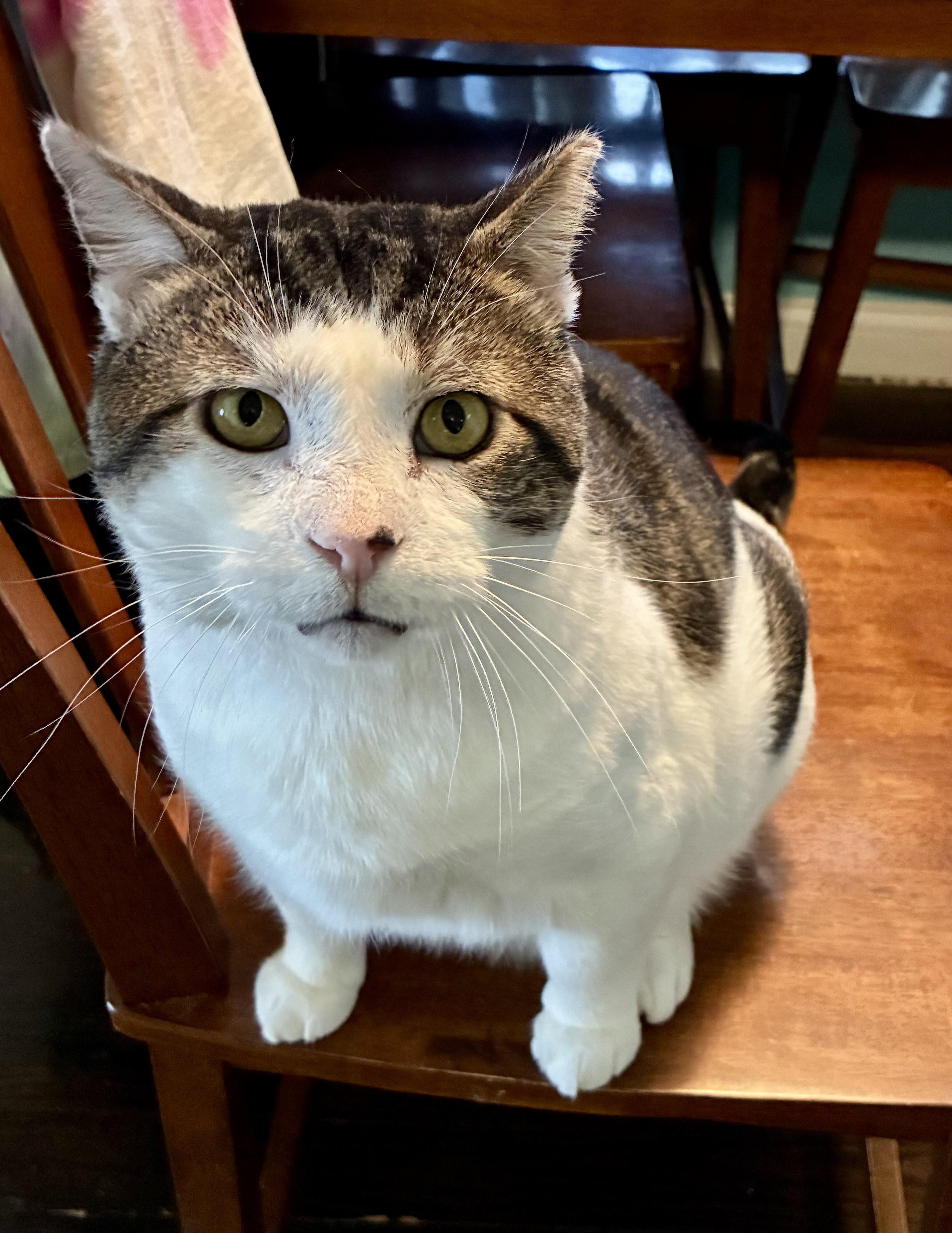 Pete, adoptable, Adult Male Domestic Short Hair.