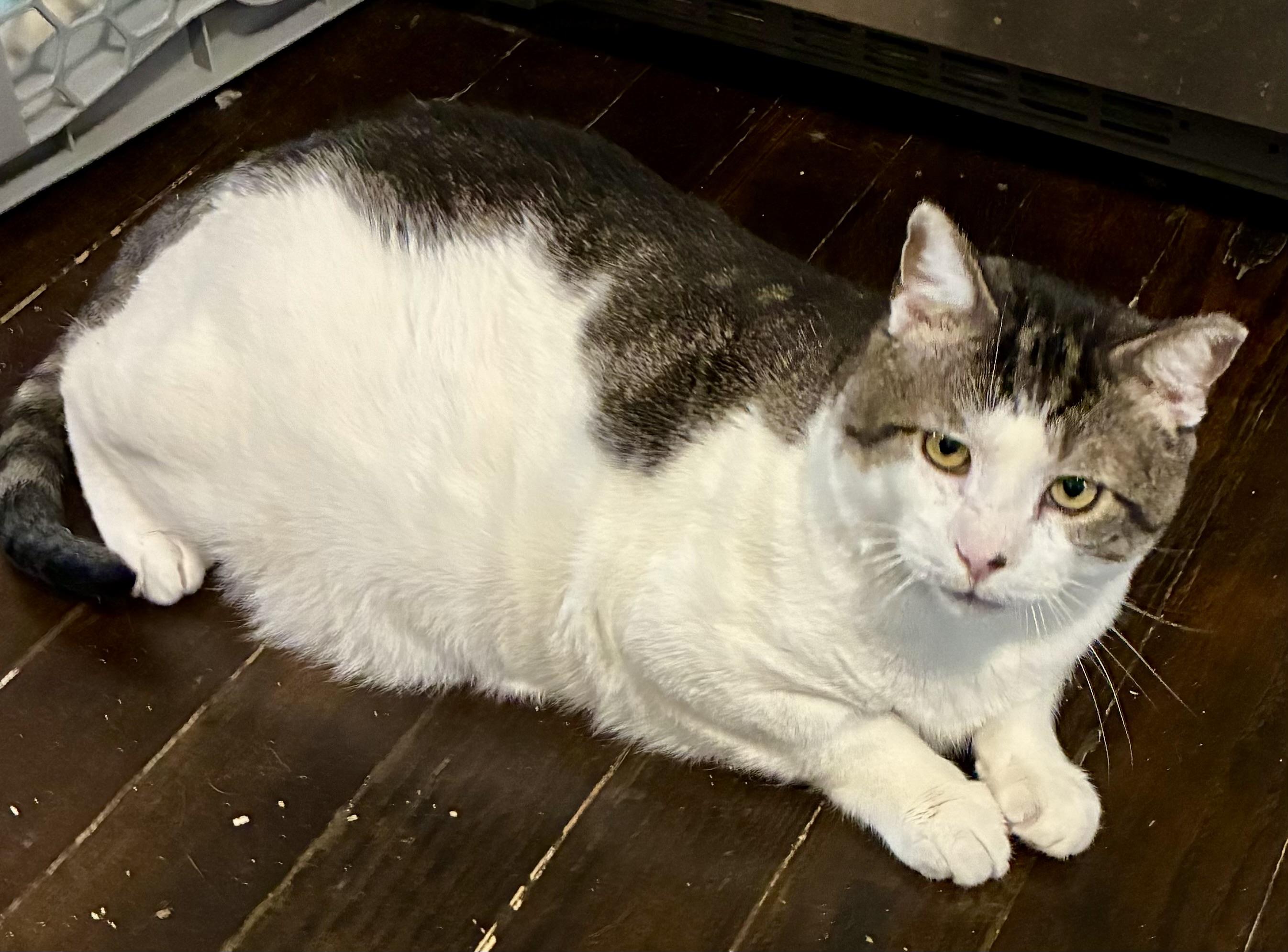 Enlarge Pete, an adoptable Domestic Short Hair in Cincinnati, OH image 2/6