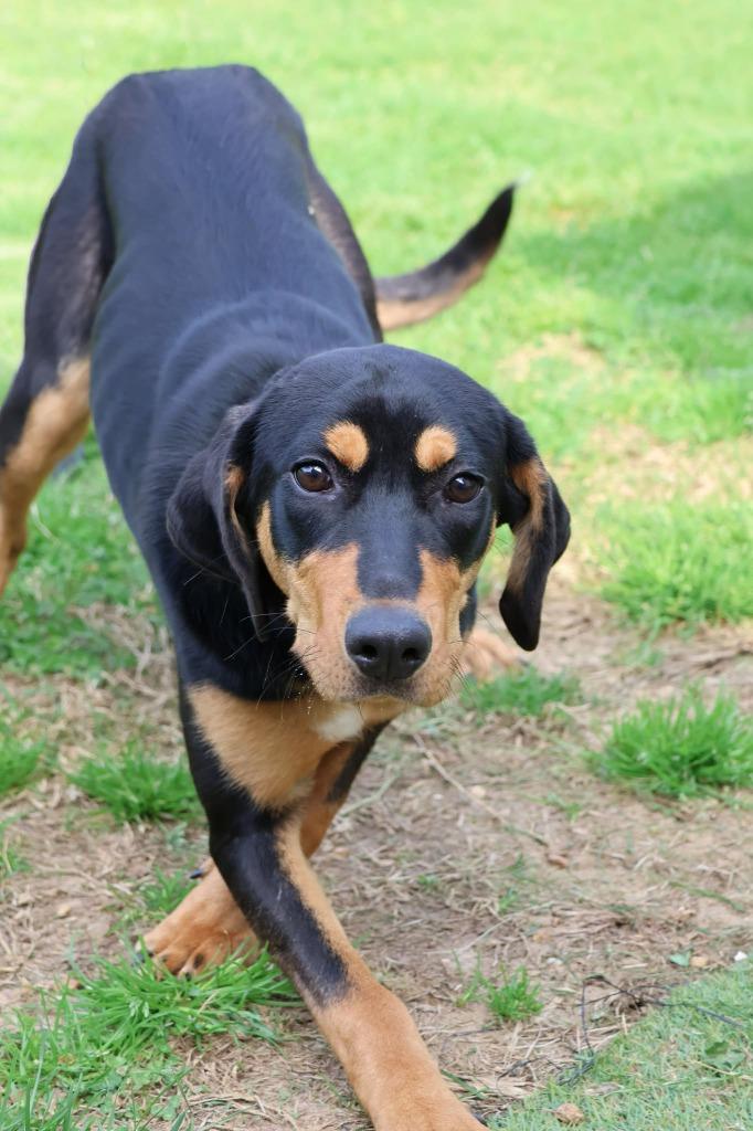 Ebony, Adoptable, Young Female Mixed Breed.