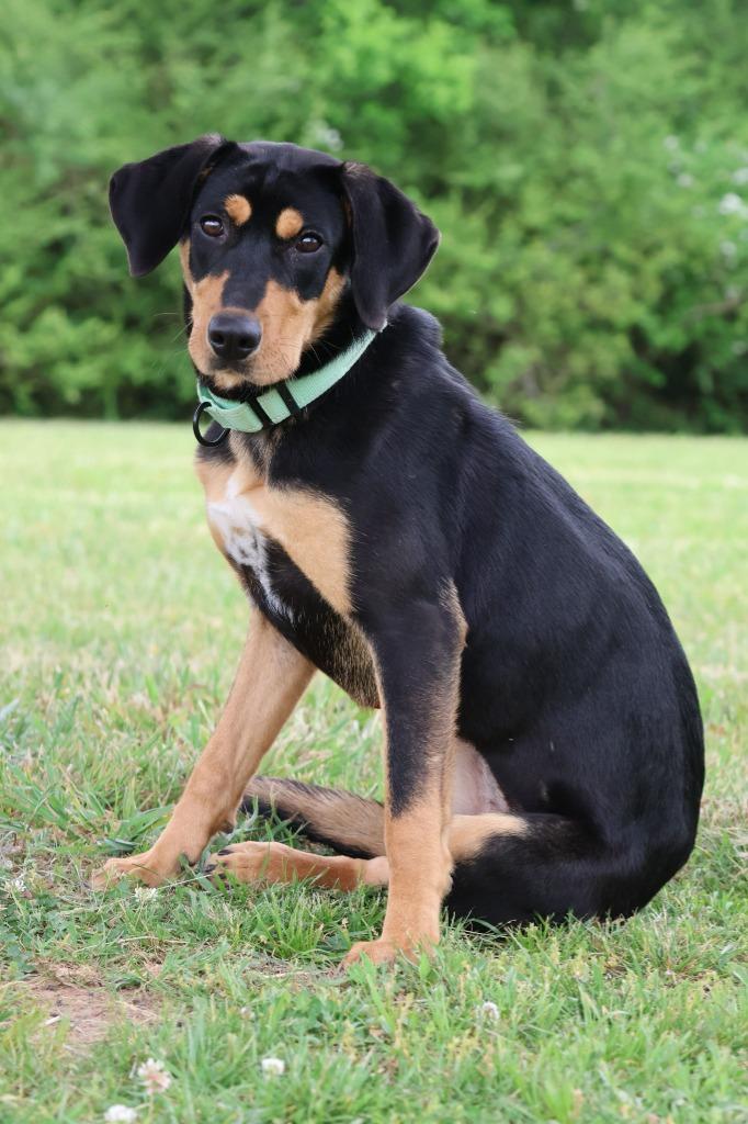 Enlarge Ebony, a Adoptable mixed breed in Columbia, TN image 1/5