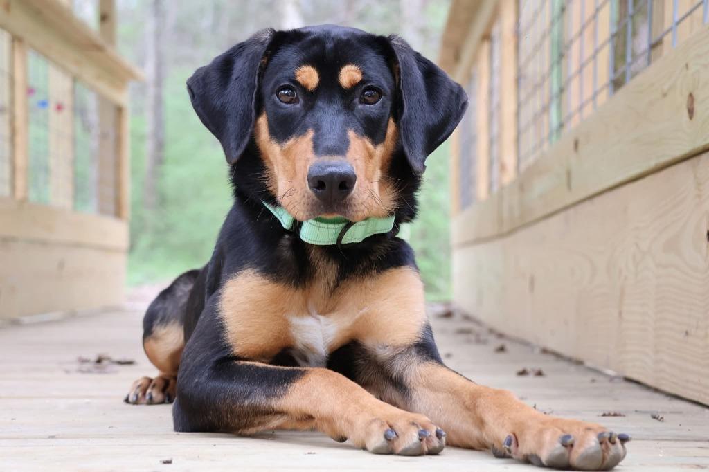 Ebony, a Adoptable mixed breed in Columbia, TN image 2/3