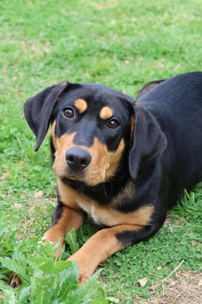 Ebony, a Adoptable mixed breed in Columbia, TN image 3/3