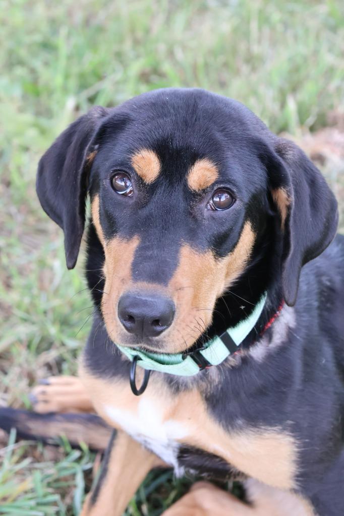 Enlarge Ebony, a Adoptable mixed breed in Columbia, TN image 3/5