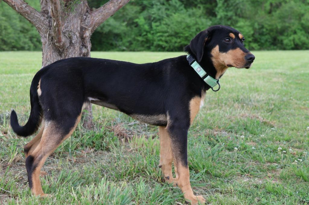 Enlarge Ebony, a Adoptable mixed breed in Columbia, TN image 4/5