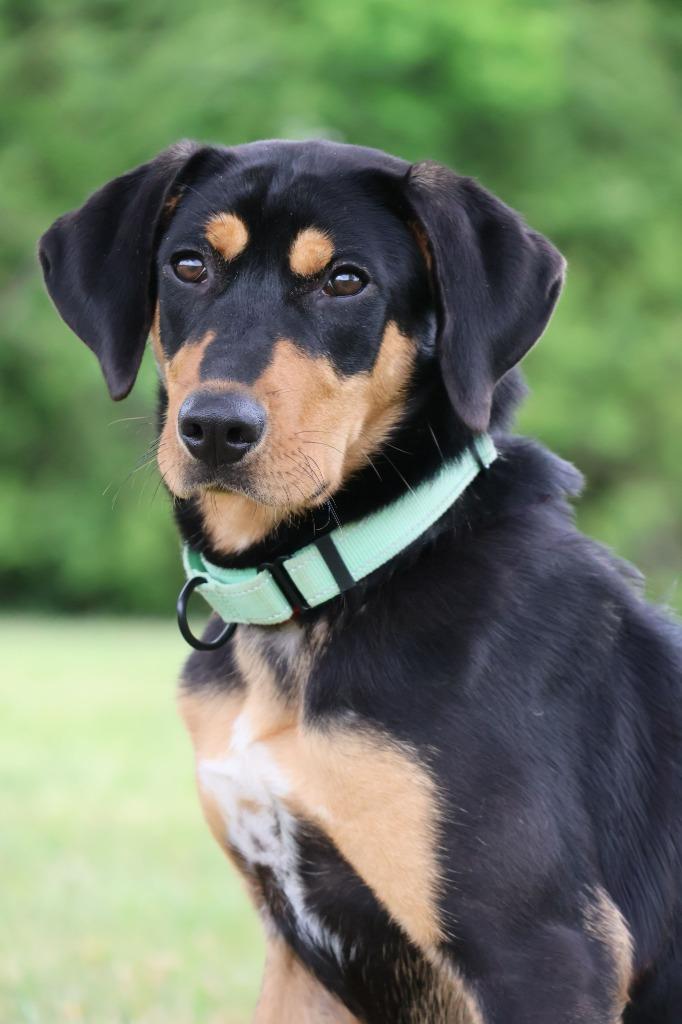 Enlarge Ebony, a Adoptable mixed breed in Columbia, TN image 5/5