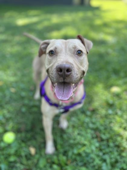 Banana Nut Baby, Adoptable, Adult Female Mixed Breed & Mixed Breed.