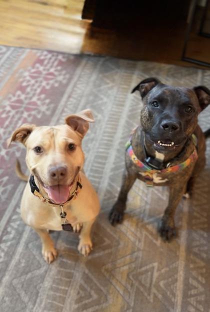 Banana Nut Baby, Adoptable, Adult Female Mixed Breed & Mixed Breed.