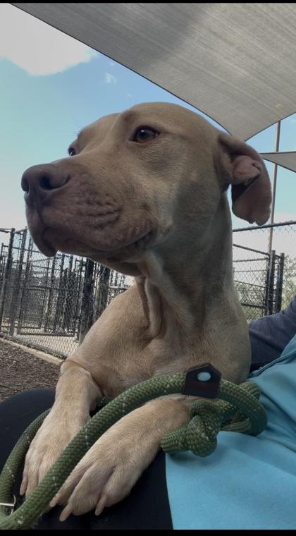 Enlarge Banana Nut Baby, a Adoptable mixed breed in Atlanta, GA image 3/3