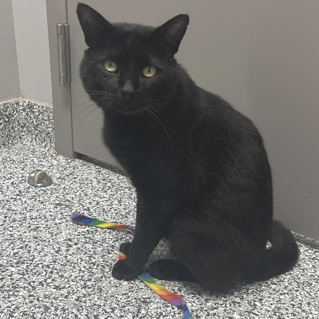 Sue, Adoptable, Adult Male Domestic Short Hair.