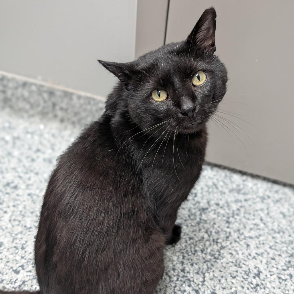 Sue, a Adoptable Domestic Short Hair in Brookfield, WI image 2/6