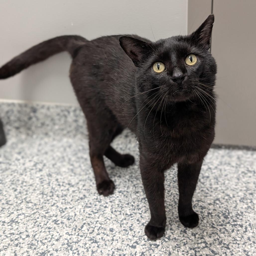 Sue, a Adoptable Domestic Short Hair in Brookfield, WI image 3/6