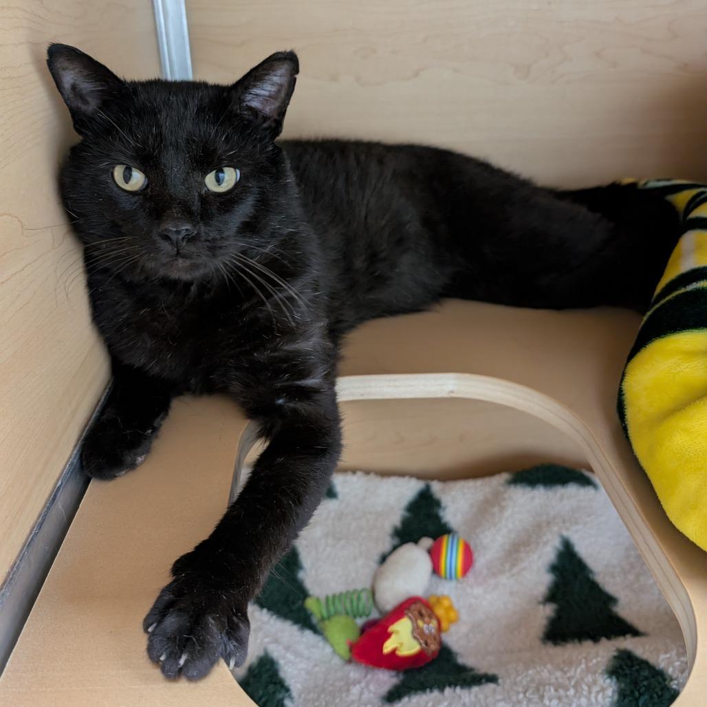 Sue, a Adoptable Domestic Short Hair in Brookfield, WI image 4/6