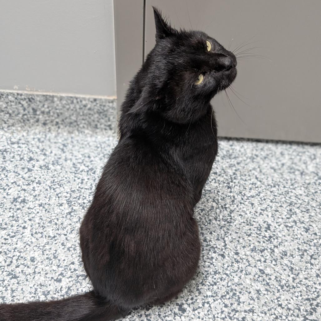 Sue, a Adoptable Domestic Short Hair in Brookfield, WI image 5/6