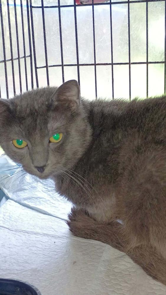 Santa-c, Adoptable, Adult Male Domestic Short Hair.