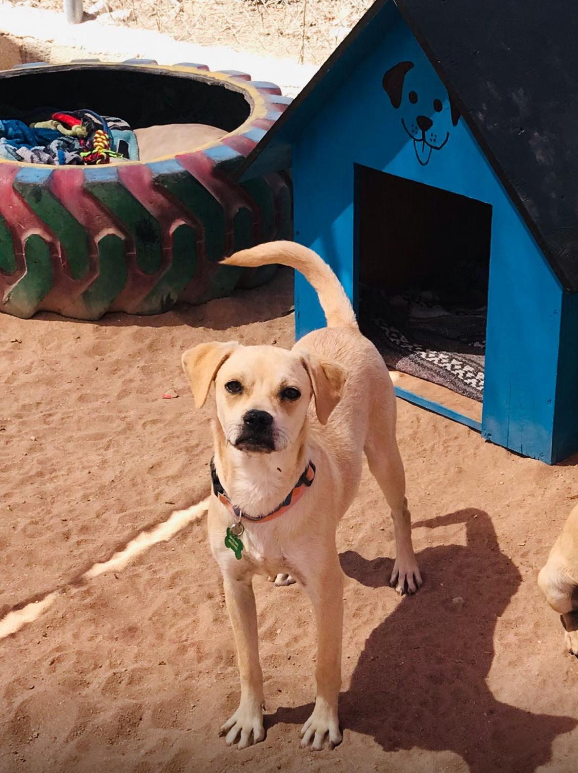Rey, an adoptable Pug in Cabo San Lucas, BCS, 23450 | Photo Image 2