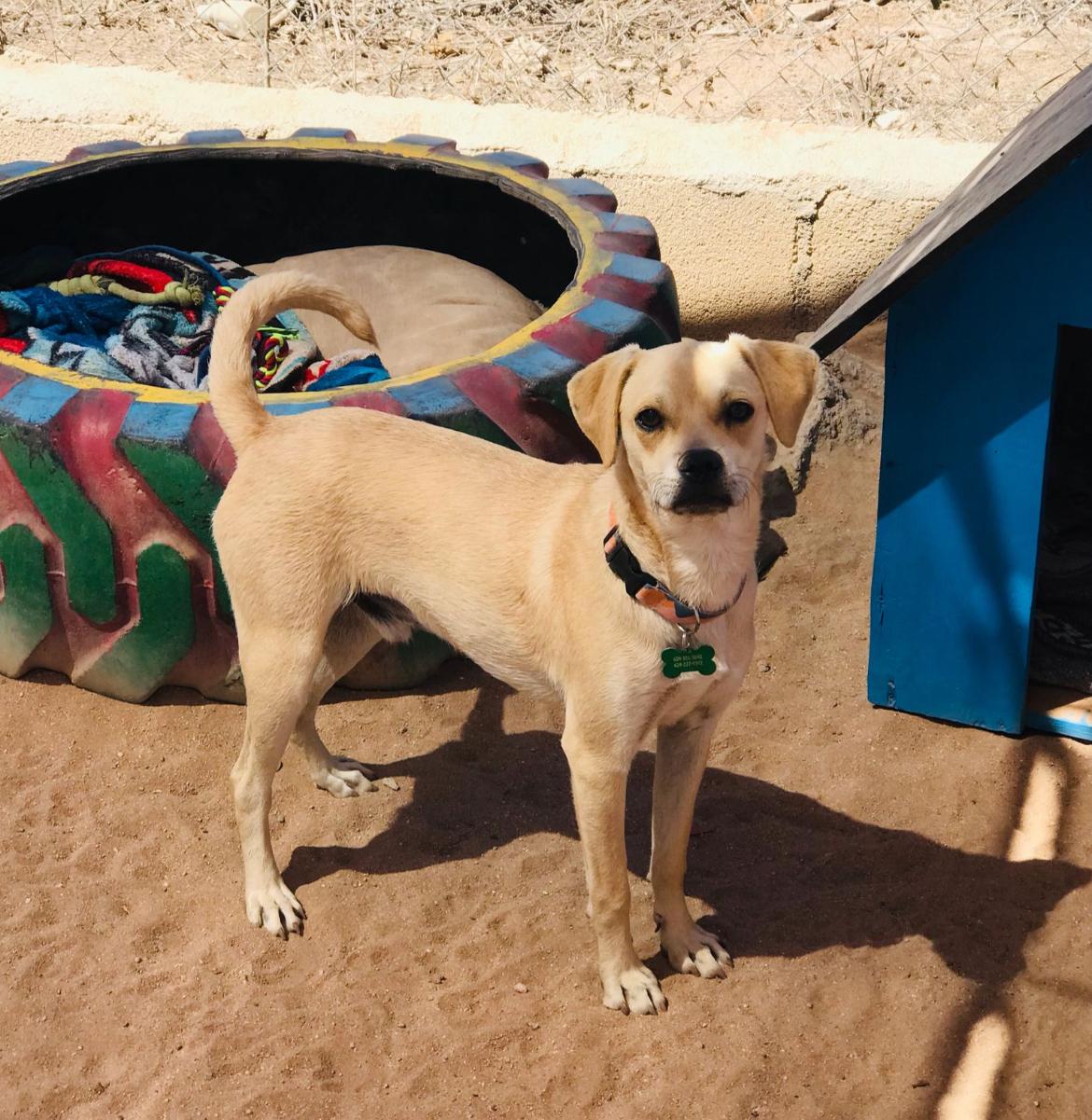 Rey, an adoptable Pug in Cabo San Lucas, BCS, 23450 | Photo Image 1