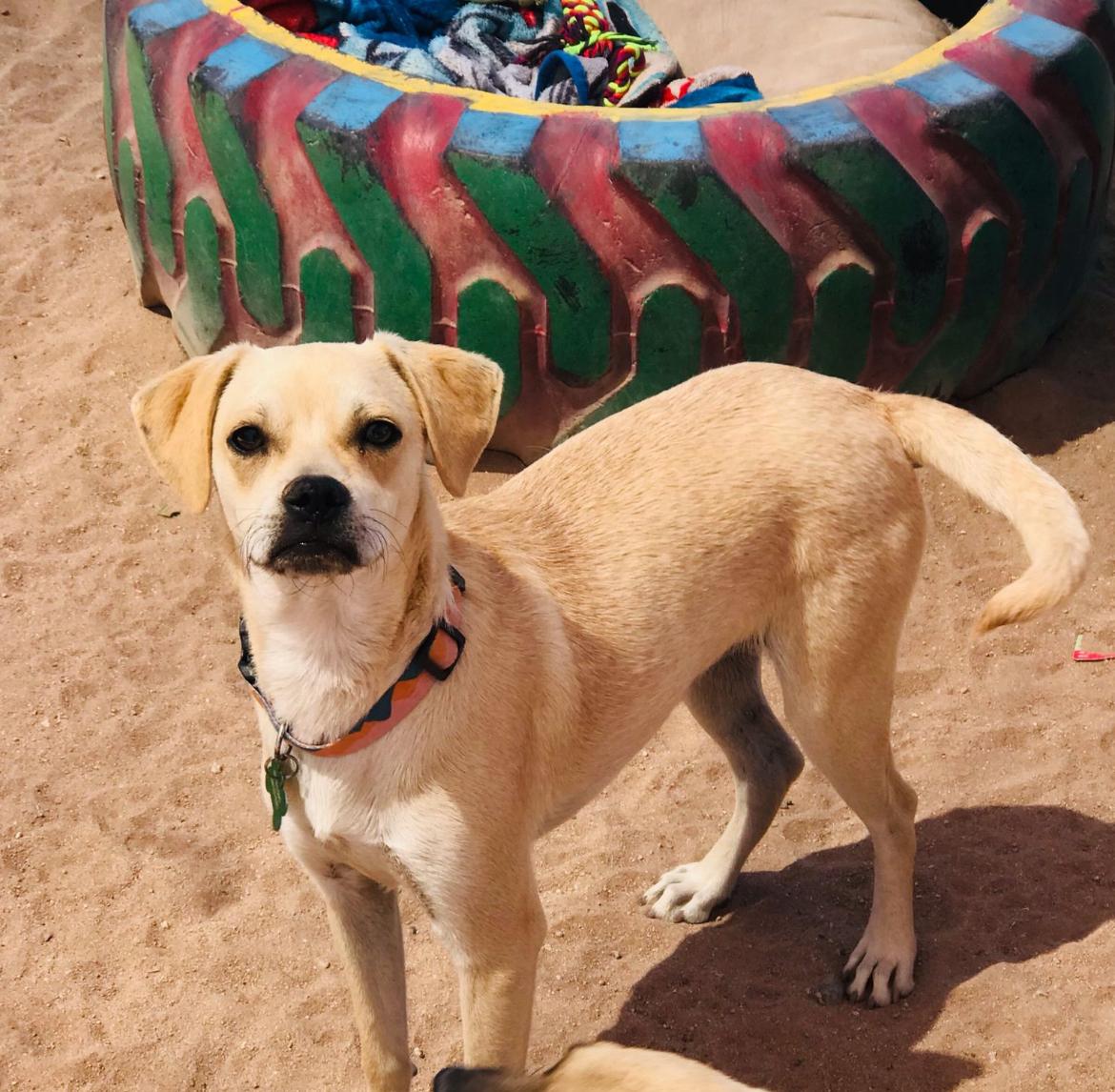 Rey, an adoptable Pug in Cabo San Lucas, BCS, 23450 | Photo Image 3
