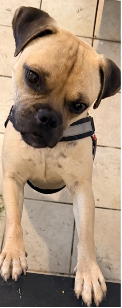 LEO, Adoptable, Adult Male Pug.