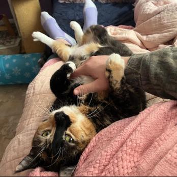 Kentrella, Adoptable, Adult Female Domestic Short Hair.