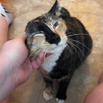 Enlarge Kentrella, a Adoptable Domestic Short Hair in Philadelphia, PA image 2/4