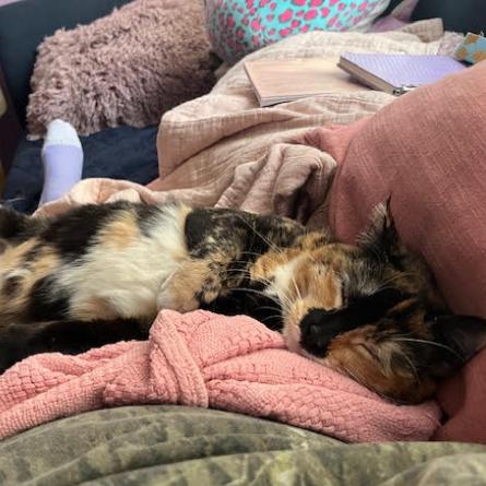 Enlarge Kentrella, a Adoptable Domestic Short Hair in Philadelphia, PA image 3/4