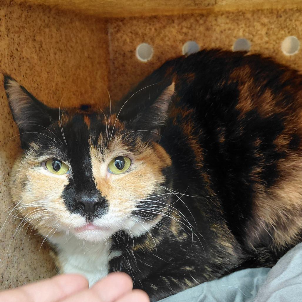 Enlarge Kentrella, a Adoptable Domestic Short Hair in Philadelphia, PA image 4/4