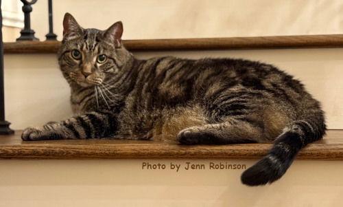 Chunk, a Adoptable mixed breed in Oak Ridge, TN image 3/3