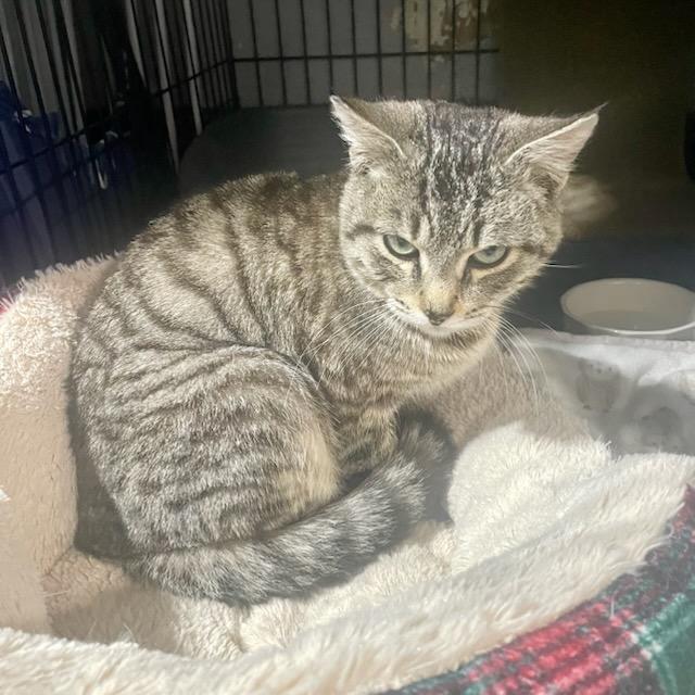 Enlarge Luther, a ADOPTABLE mixed breed in Benson, MN image 3/3