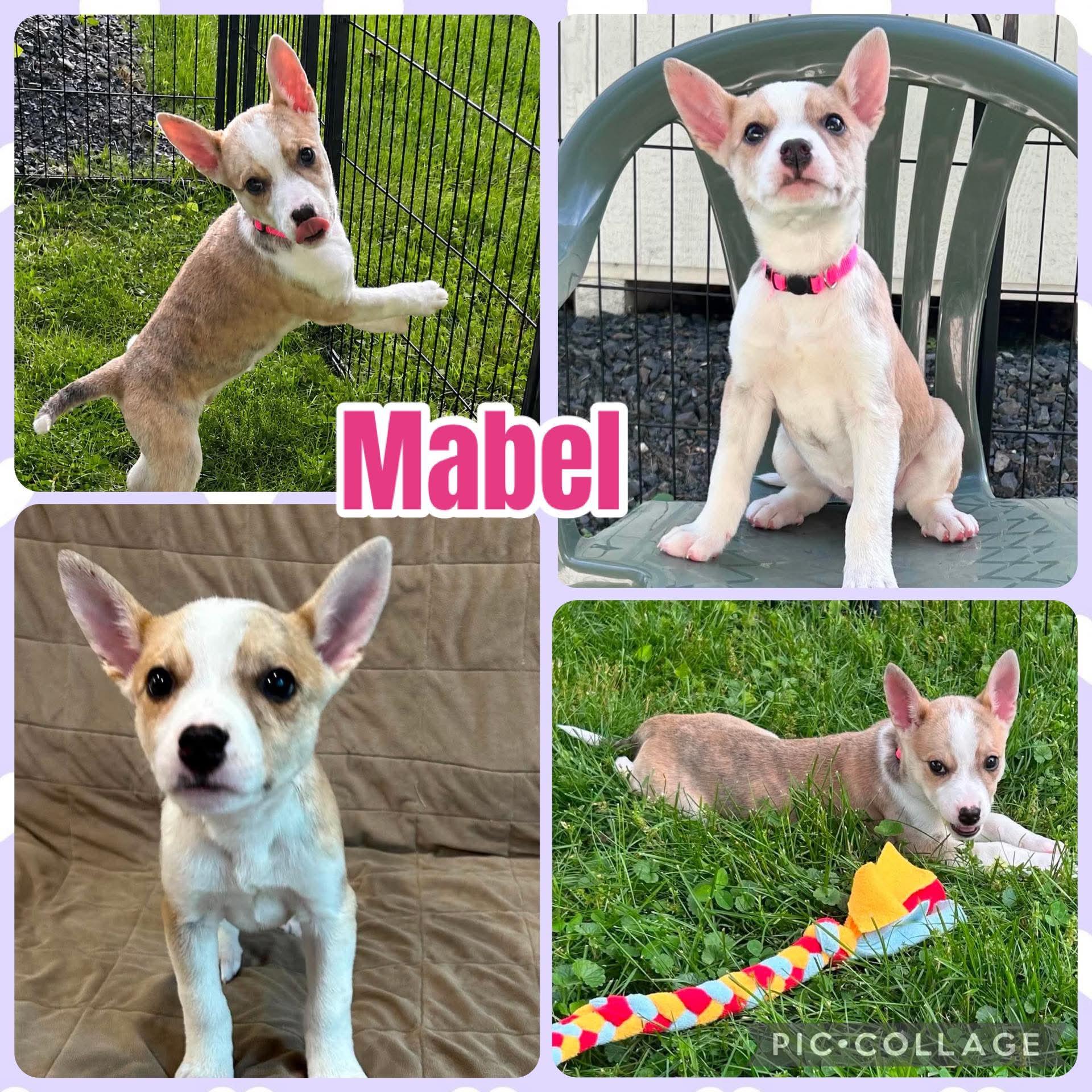 Mabel, ADOPTABLE, Puppy Female Husky.
