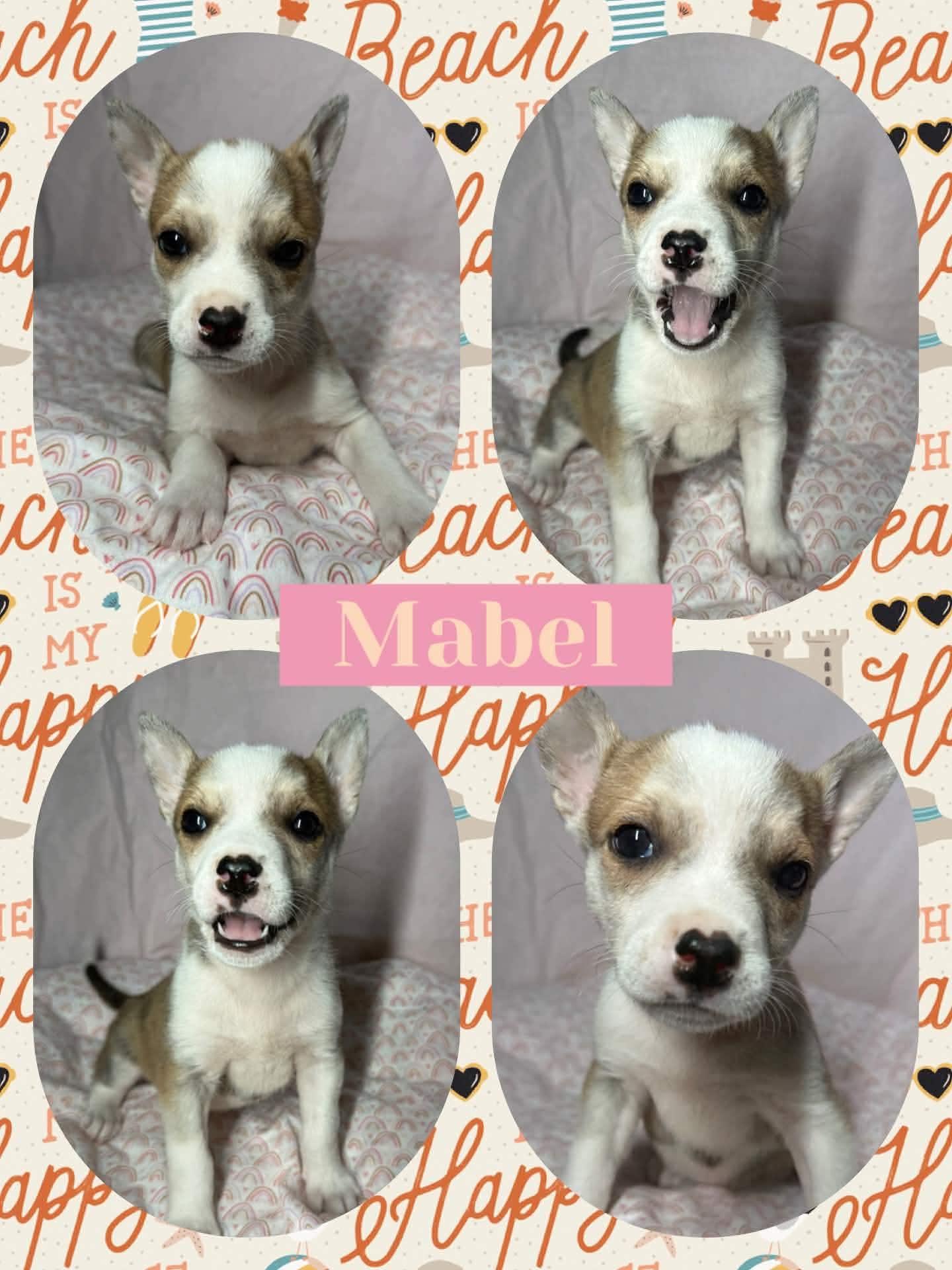 Enlarge Mabel, a ADOPTABLE mixed breed in Ringwood, NJ image 2/2