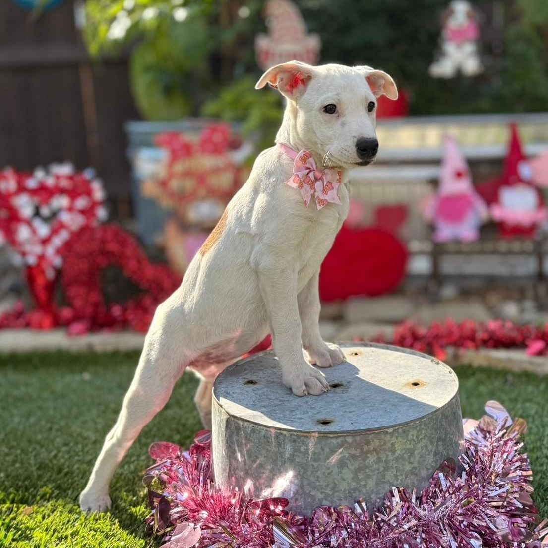 Gracie, ADOPTABLE, Puppy Female Labrador Retriever & Jack Russell Terrier.