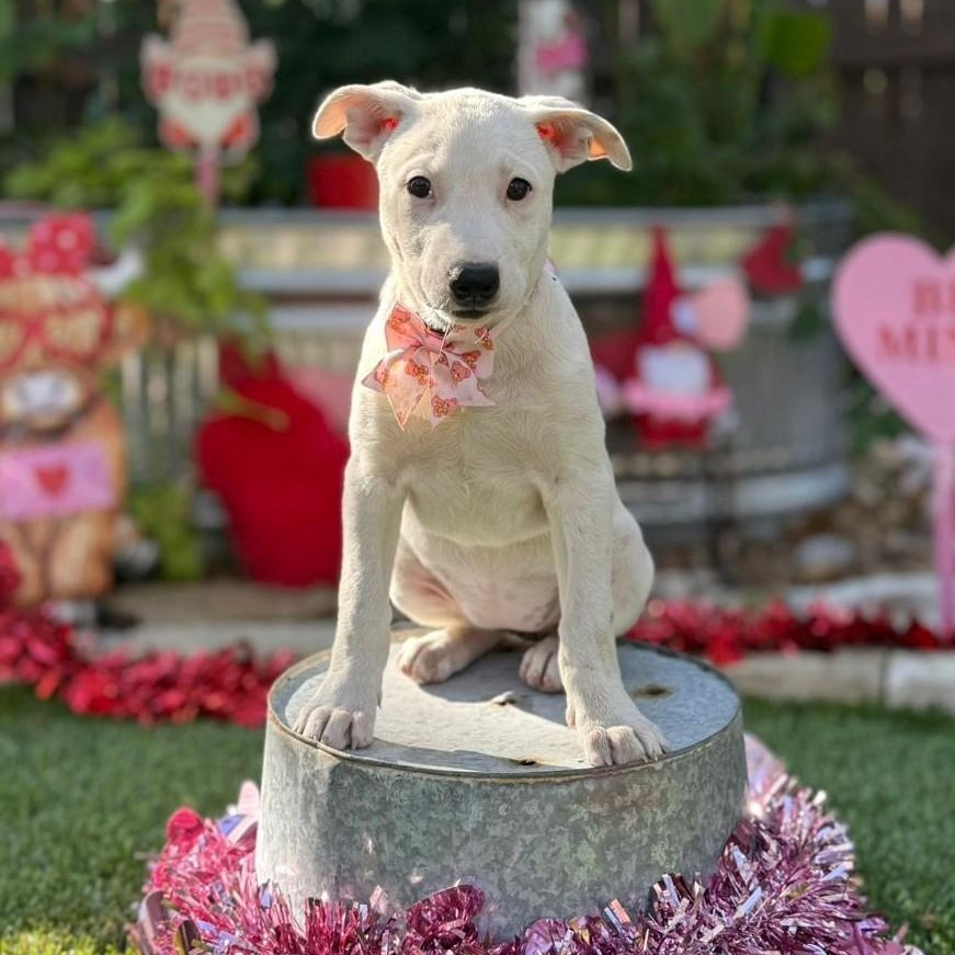 Enlarge Gracie, a ADOPTABLE mixed breed in Southport, CT image 4/4