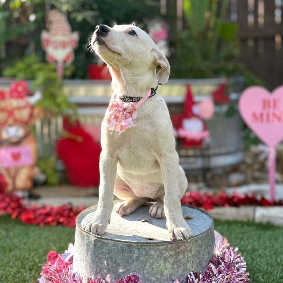 Enlarge Gracie, a ADOPTABLE mixed breed in Southport, CT image 3/4