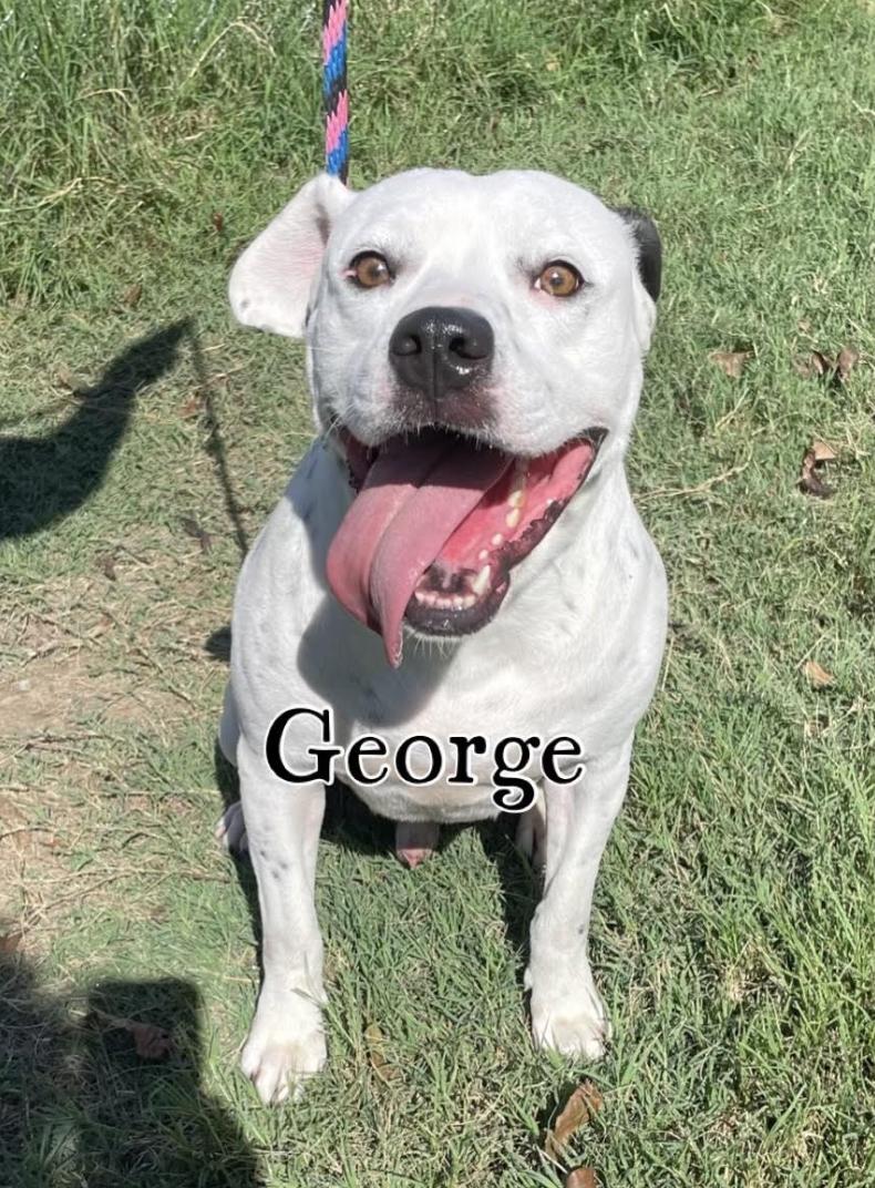 George, a Adoptable mixed breed in Woburn, MA image 5/6