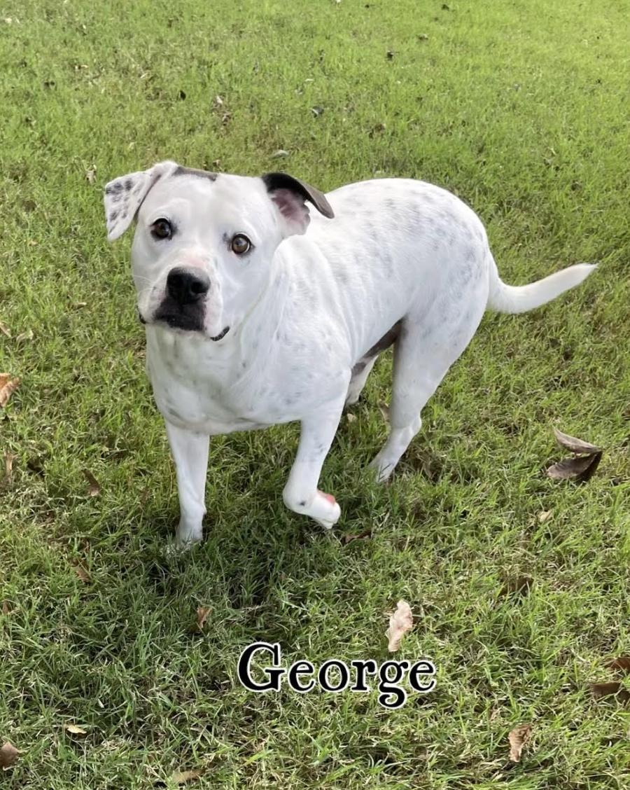 George, a Adoptable mixed breed in Woburn, MA image 4/6