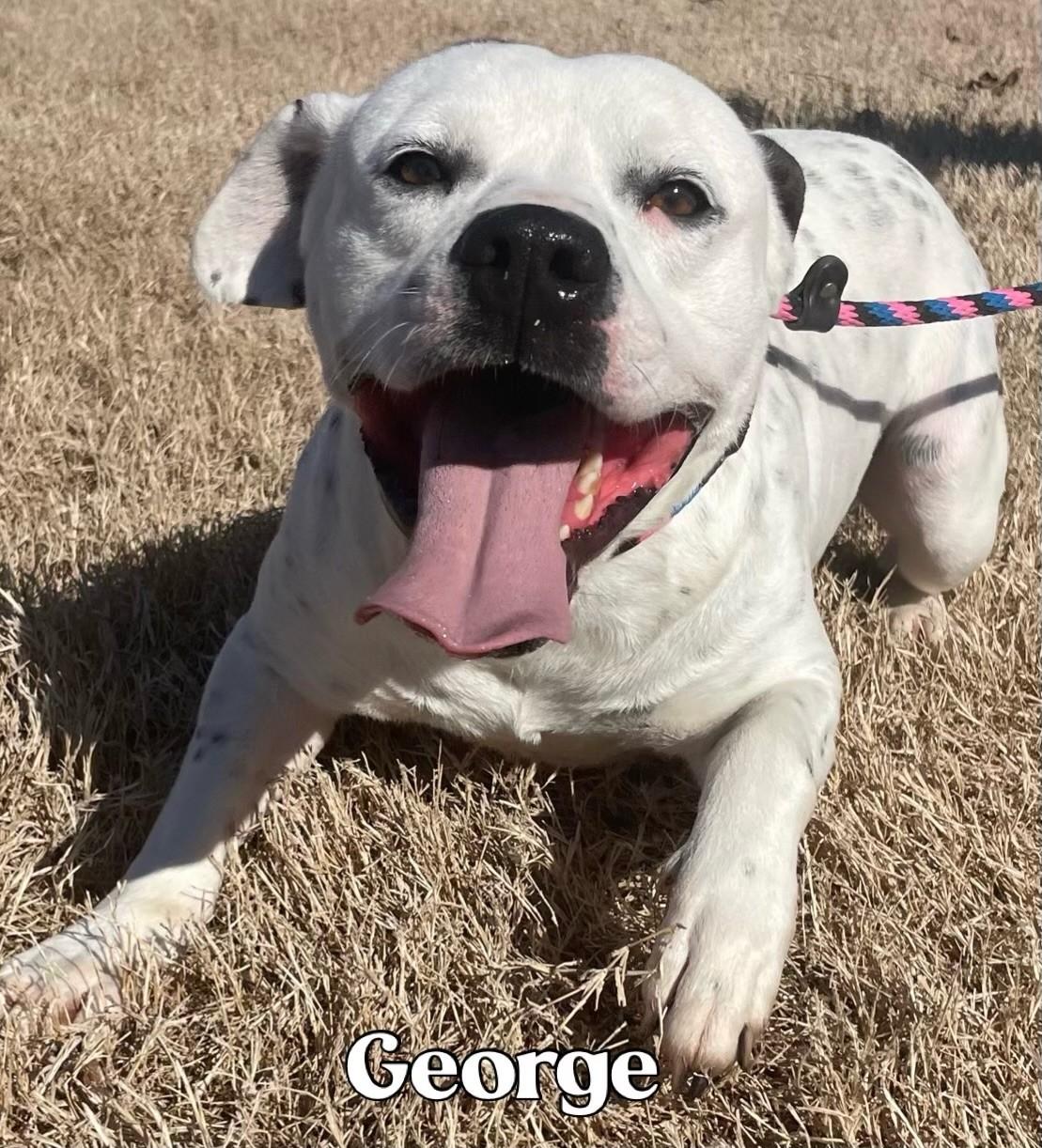 George, a Adoptable mixed breed in Woburn, MA image 3/6